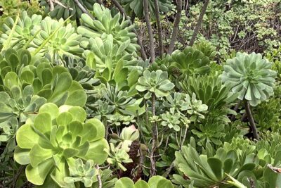 Succulents that look like big green daisies Aeoniums from the Canary Islands (c) Debra Lee Baldwin