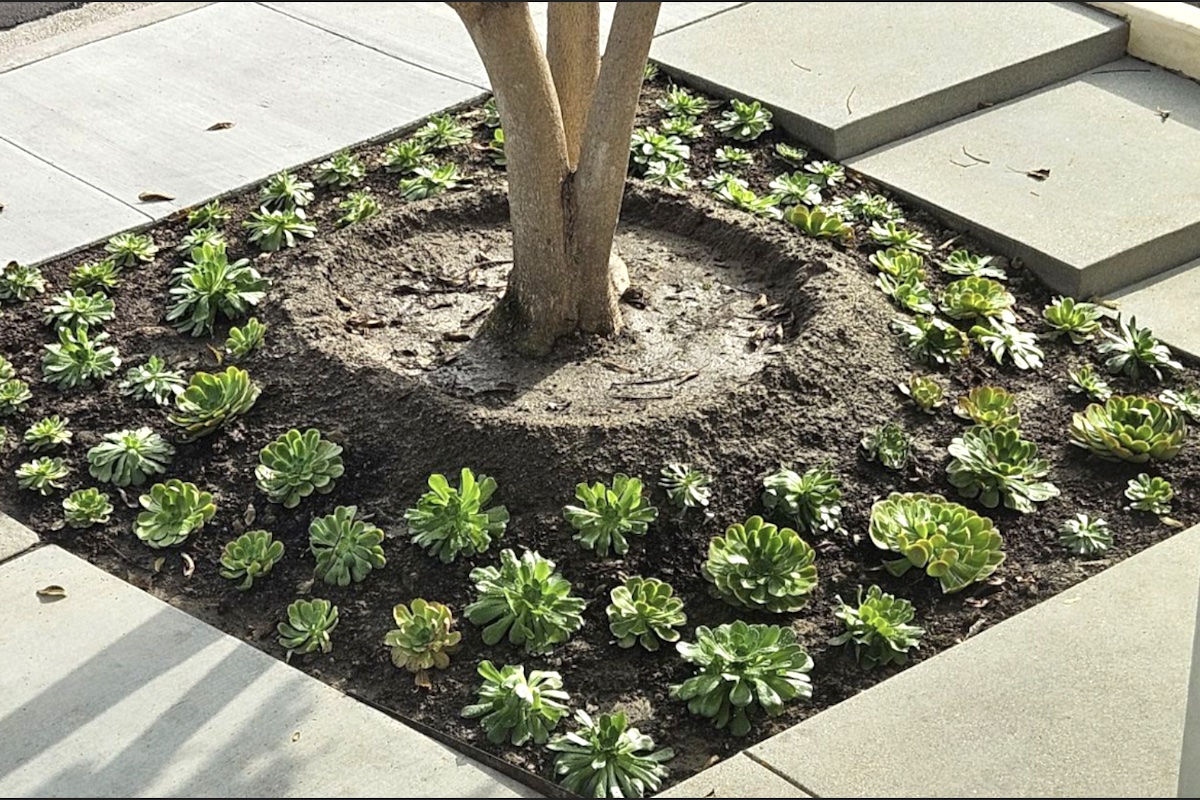 Green rosette succulents planted in tree ring Aeonium urbicum