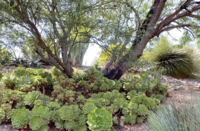 Aeoniums below mesquite trees in succulent garden (c) Debra Lee Baldwin