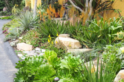 Aeoniums, dasylirion, lilies, aloes Succulent driveway (c) Debra Lee Baldwin