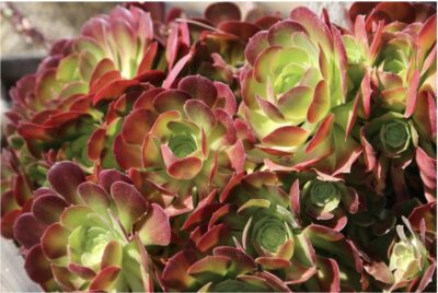 Autumn care for aeoniums & other succulents (c) Debra Lee Baldwin