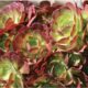 Autumn care for aeoniums & other succulents (c) Debra Lee Baldwin