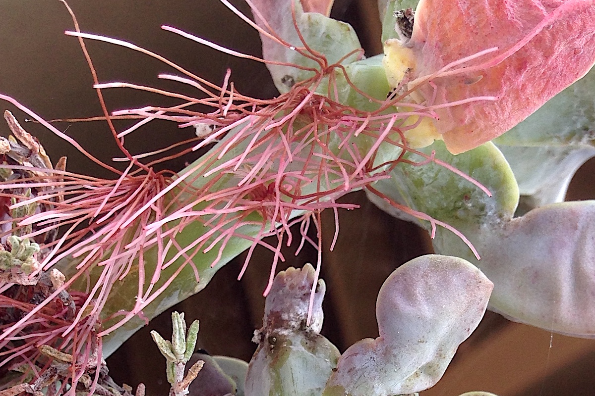 Aerial roots on succulent