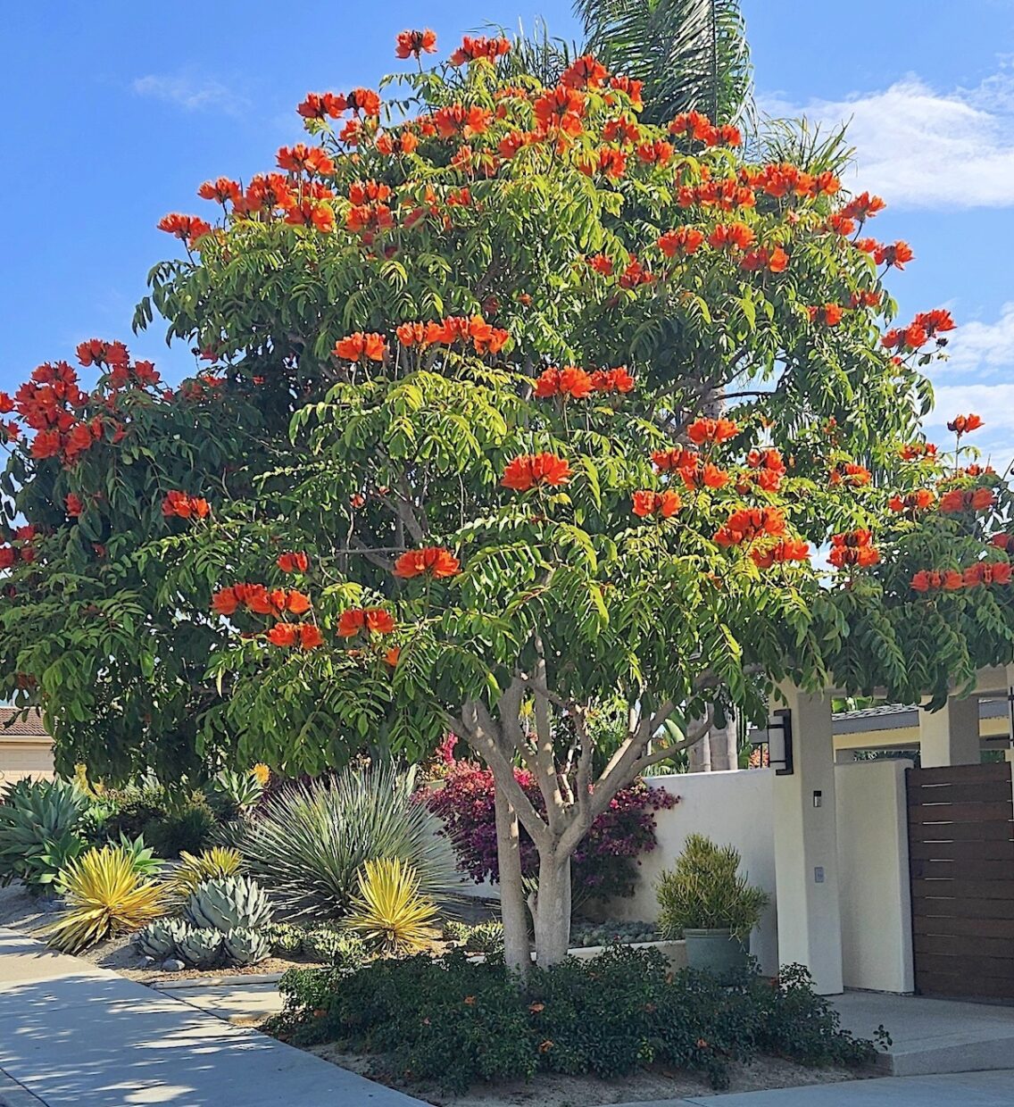 African tulip tree (Spathodea campanulata)