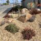 20 tough street side succulents (c) Debra Lee Baldwin