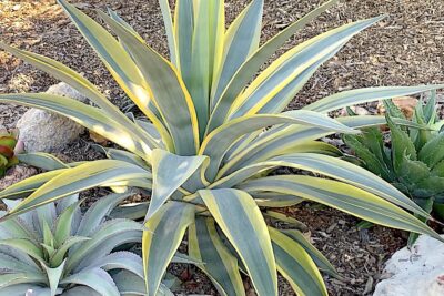 Agave 'Arizona Star' yellow and green large striped succulent (c) Debra Lee Baldwin