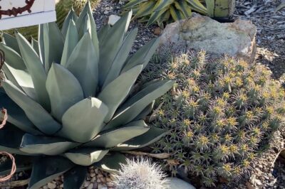 Succulent with thick leaves that feel like sandpaper Agave sharkskin (c) Debra Lee Baldwin