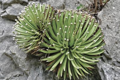 Agave albopilosa (c) Agaves by Jeremy Spath and Jeff Moore