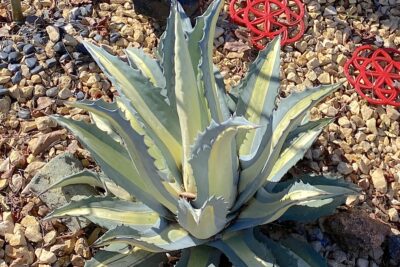 Agave americana 'Mediopicta Alba' (c) Debra Lee Baldwin