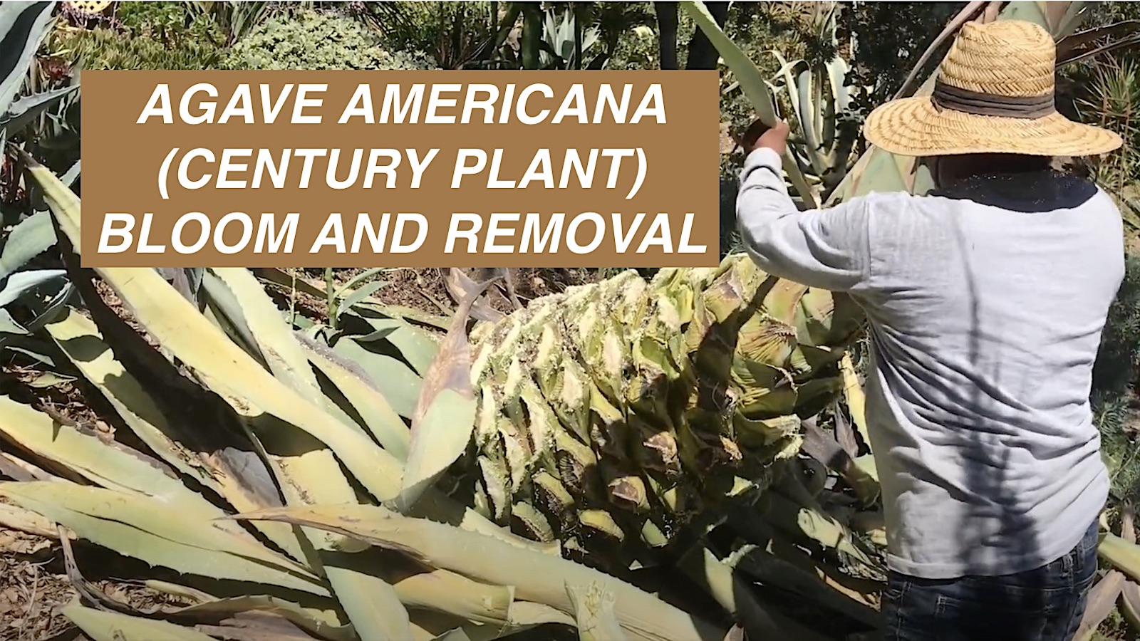 Agave americana bloom and removal 