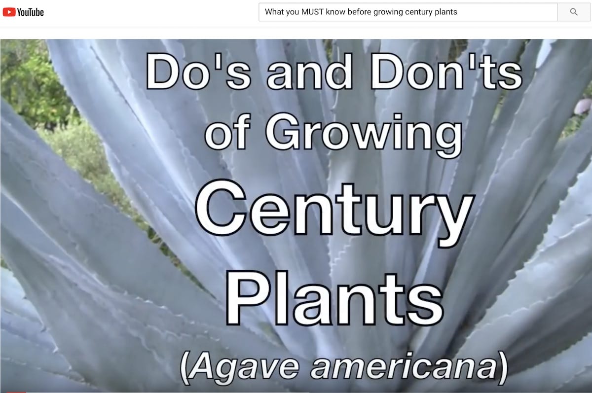 Agave americana do's and don'ts