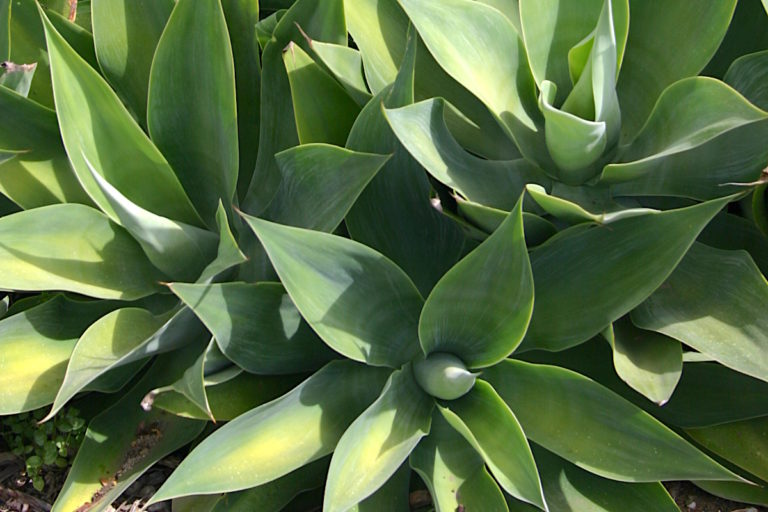 Shade Succulents: 80+ low-water plants for your garden's shady spots