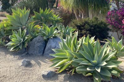 Soft-leaved, non-spiny green succulent Agave attenuata