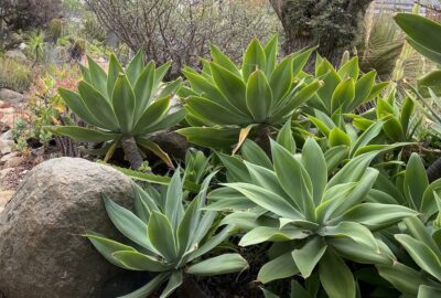 Smooth-leaved green agave with no sharp points Agave attenuata (c) Debra Lee Baldwin