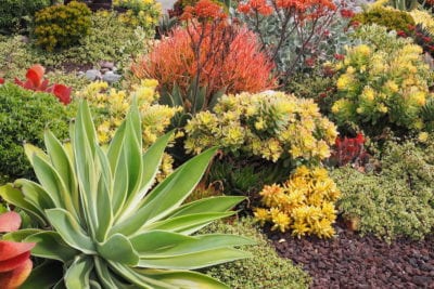 Colorful Succulent Garden (c) Debra Lee Baldwin
