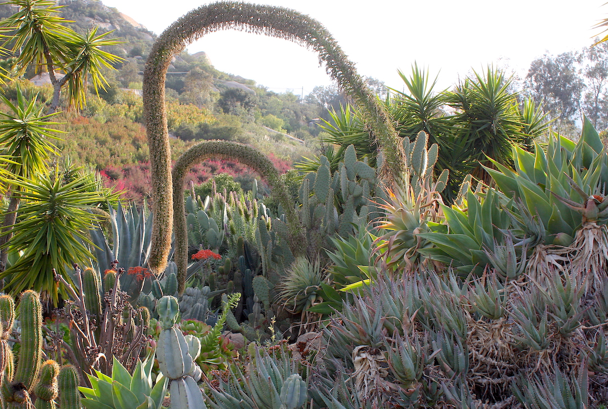 Agave attenuata bloom spike (c) Debra Lee Baldwin