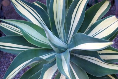 Agave attenuata variegata with dark green leaves striped with white (c) Debra Lee Baldwin