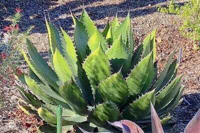 Agave bovicornuta big bright green artichoke succulent (c) Debra Lee Baldwin