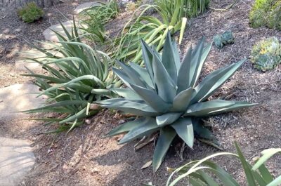 Thick leaved blue-gray agave (c) Debra Lee Baldwin