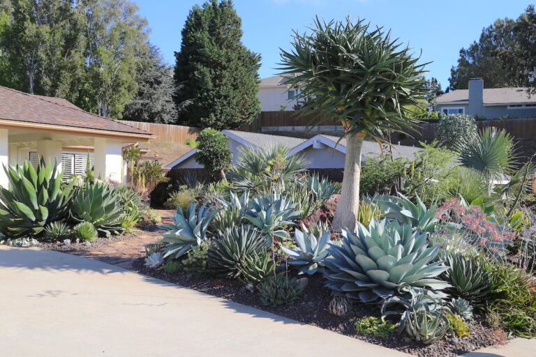 Succulent Driveway Essentials - Debra Lee Baldwin