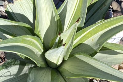 Agave desmettiana 'Silver Peso' (c) Debra Lee Baldwin