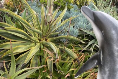 Agave desmettiana variegata (c) Debra Lee Baldwin