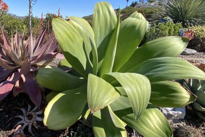 Agave ellemeetiana (c) Debra Lee Baldwin