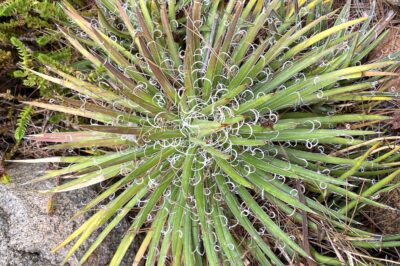 Starburst succulent with stiff narrow leaves and white curly filaments Agave filifera ssp. schidigera (c) Debra Lee Baldwin