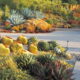 Agave franzosinii, aloes, barrels, golden jade Succulent driveway (c) Debra Lee Baldwin