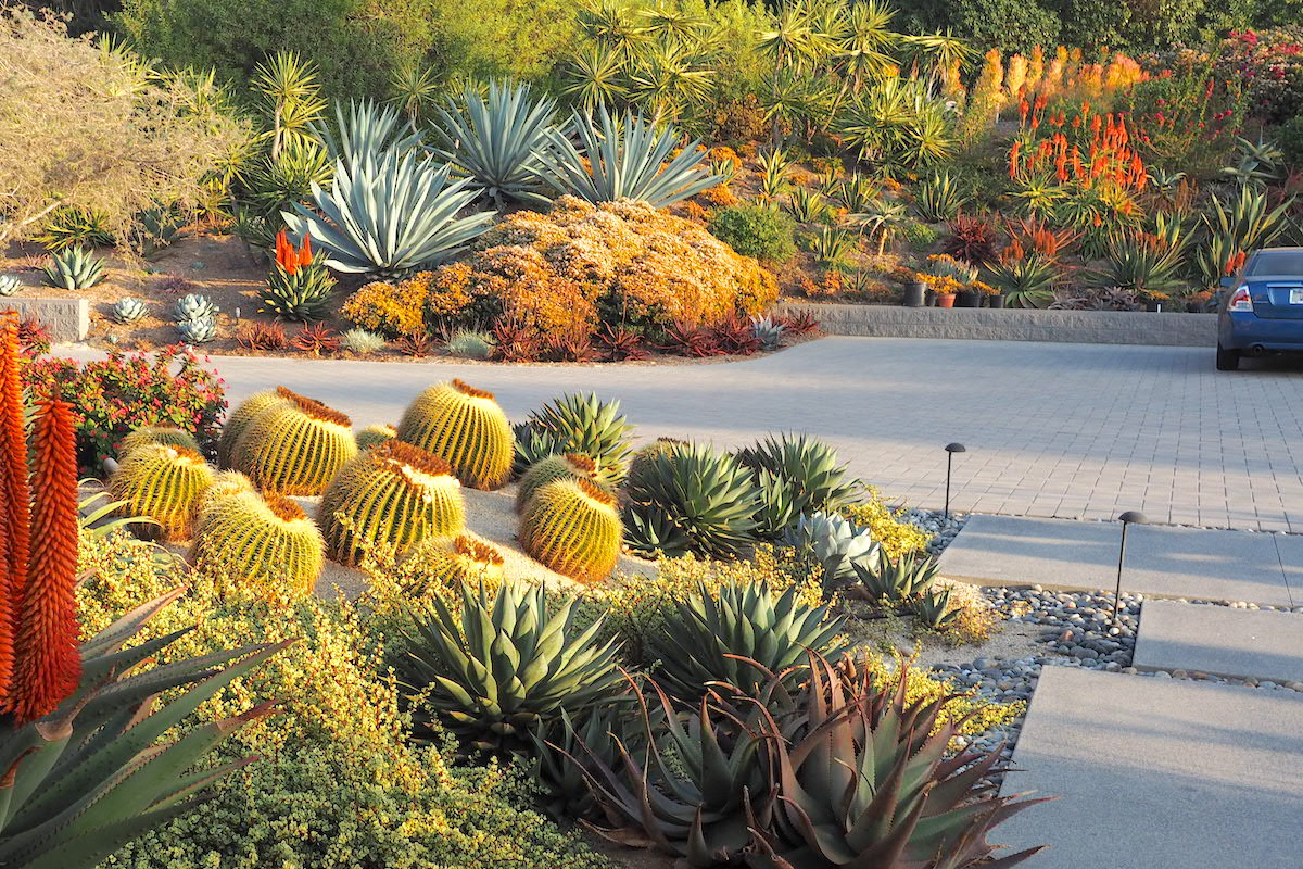 Agave franzosinii, aloes, barrels, golden jade Succulent driveway (c) Debra Lee Baldwin