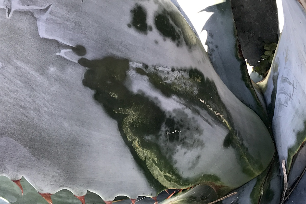 Agave grease mite Agave grease mite