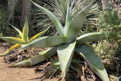 Fat leaved agave, Agave guiengola and striped variegate