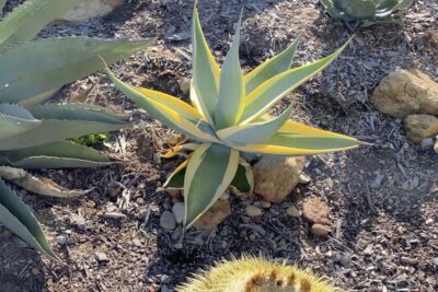 Agave guiengola 'Creme Brûlée' (c) Debra Lee Baldwin