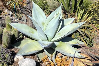 Agave guiengola 'Moto Sierra' (chain saw) (c) Debra Lee Baldwin