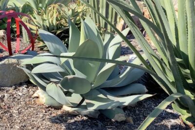 Agave gypsicola (c) Debra Lee Baldwin