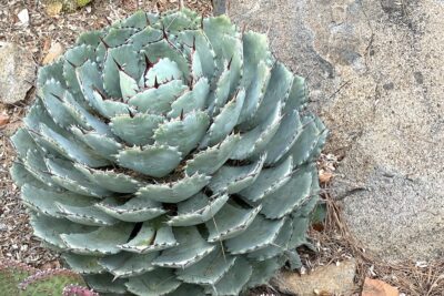 Artichoke-like blue succulent Agave Kichi-jokan (c) Debra Lee Baldwin