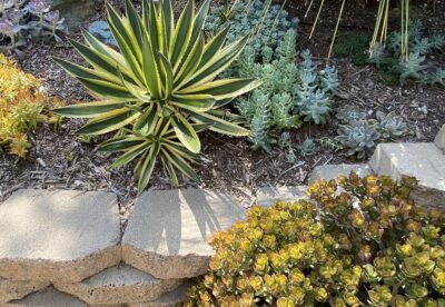 Green and yellow striped aloe looks like a star (c) Debra Lee Baldwin