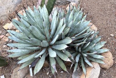 Blue succulent with tapered starburst leaves with sharp black tips Agave macroacantha (c) Debra Lee Baldwin