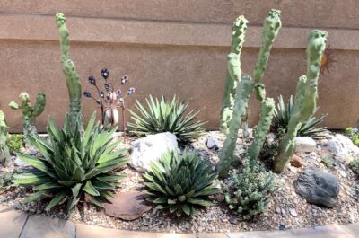 Good looking no-maintenance mounded planting of succulents (c) Debra Lee Baldwin