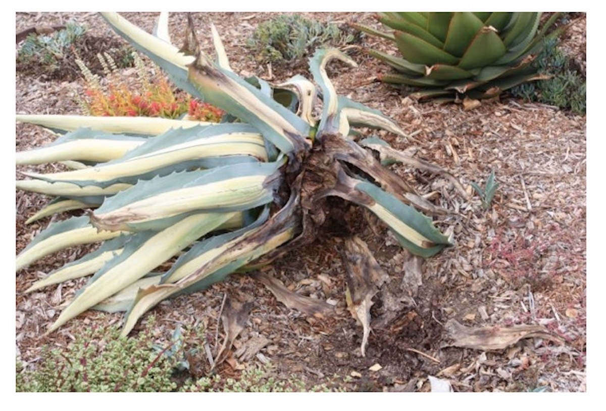 Why is my agave on its side? Snout weevil (c) Debra Lee Baldwin