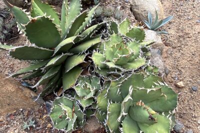 Small green clustering succulent with white teeth along edges (c) Debra Lee Baldwin