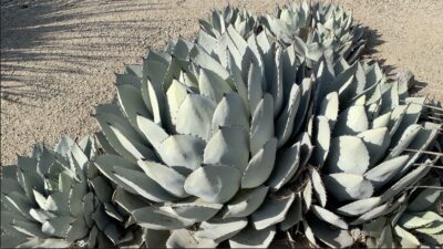 Pale gray-blue agave looks like a big artichoke Agave parryi truncata