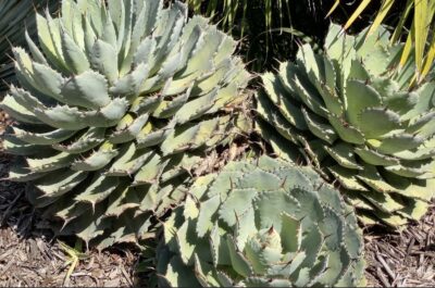 Agave that looks like artichoke (c) Debra Lee Baldwin