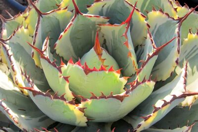 Agave potatorum, variegated