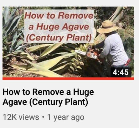 Agave removal video