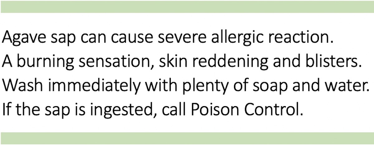 Agave sap allergy