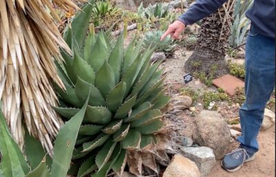 Spiky dark green agave native to Mexico Agave shawii (c) Debra Lee Baldwin