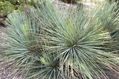 Agave succulent with long narrow leaves doesn't die after blooming (c) Debra Lee Baldwin