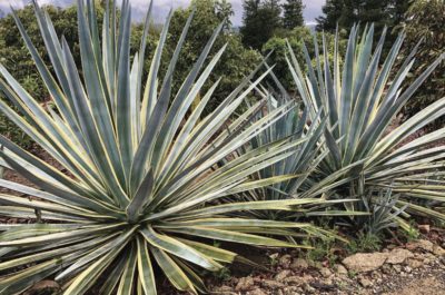 Agave tequilana (c) Agaves by Jeremy Spath & Jeff Moore