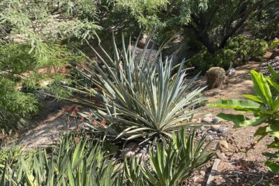 Narrow leaved agave with striped leaves (c) Debra Lee Baldwin